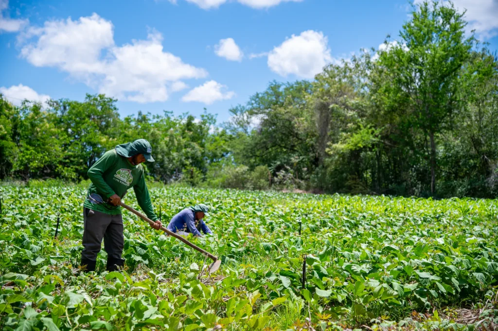 Governo do Estado investe em produção agrícola sustentável por meio da agrofloresta